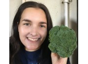 BROCCOLI MEDIUM Each  LEVIN Grown 